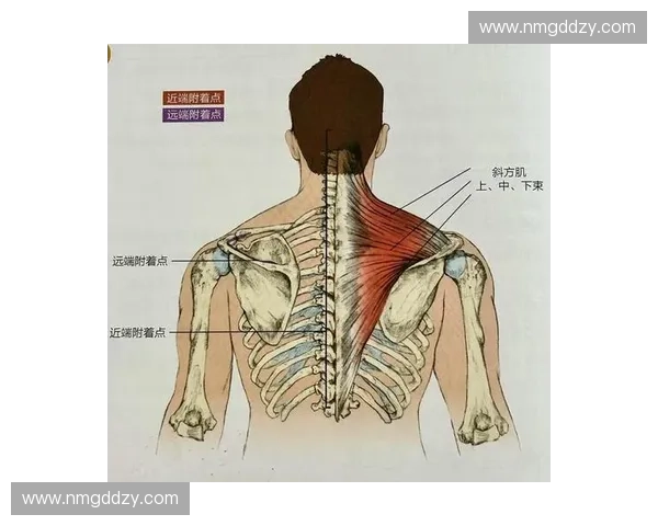 背阔肌主导力量训练全面解析与动作优化指导