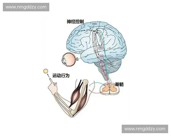 以肌肉协调性为核心探讨人体运动表现优化与训练策略
